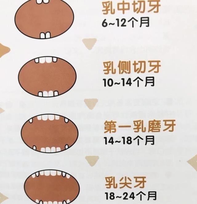乳牙早萌|孩子乳牙迟迟不掉,大多因为食物太精细,换牙期孩子要多咀嚼!