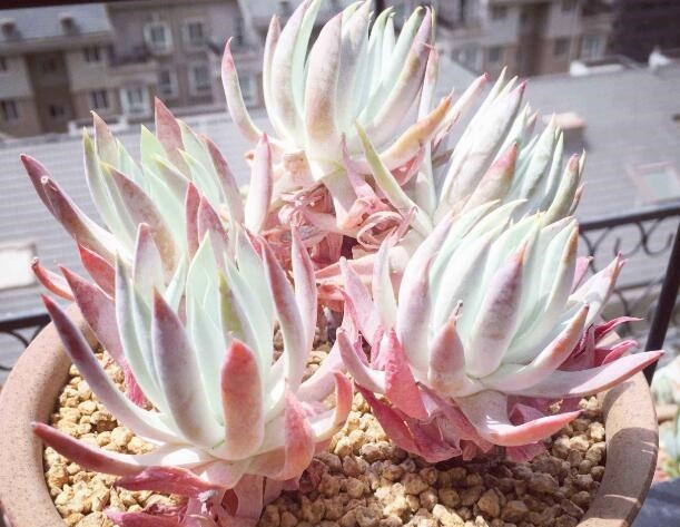 多肉植物“仙女杯”怎么养教你3个养护小妙招，紧实美观肉饱满