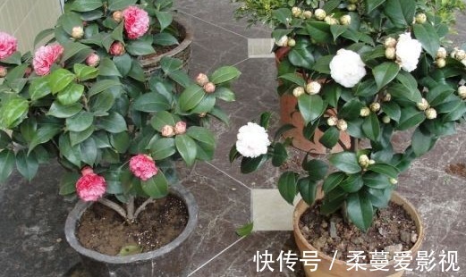 冬季来临,花市热销的6种冬季开花植物,此些你都养了吗