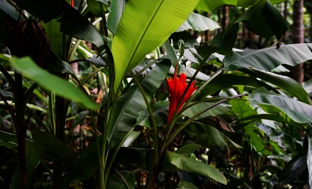 热带经济|美丽的植物园，独特的植物景观——游兴隆热带植物园