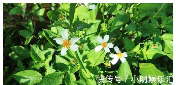 采摘|长在路边的20种杂草可以当作野菜食用，你认识几种？