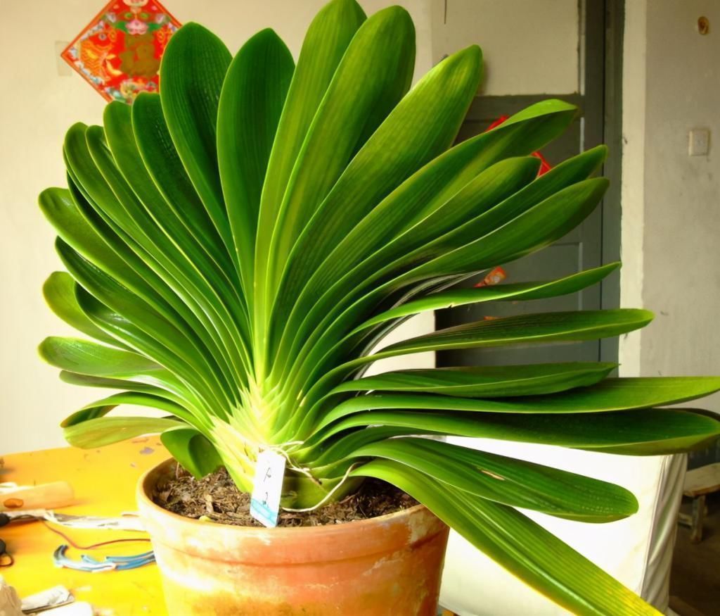 君子兰|君子兰捏着“硬邦邦”?不是“有喜”了,就是满盆“肉虫子”