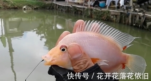 家门口边上的野塘,竟钓起一条粉嫩的鱼,像块肥肉,有人认得吗