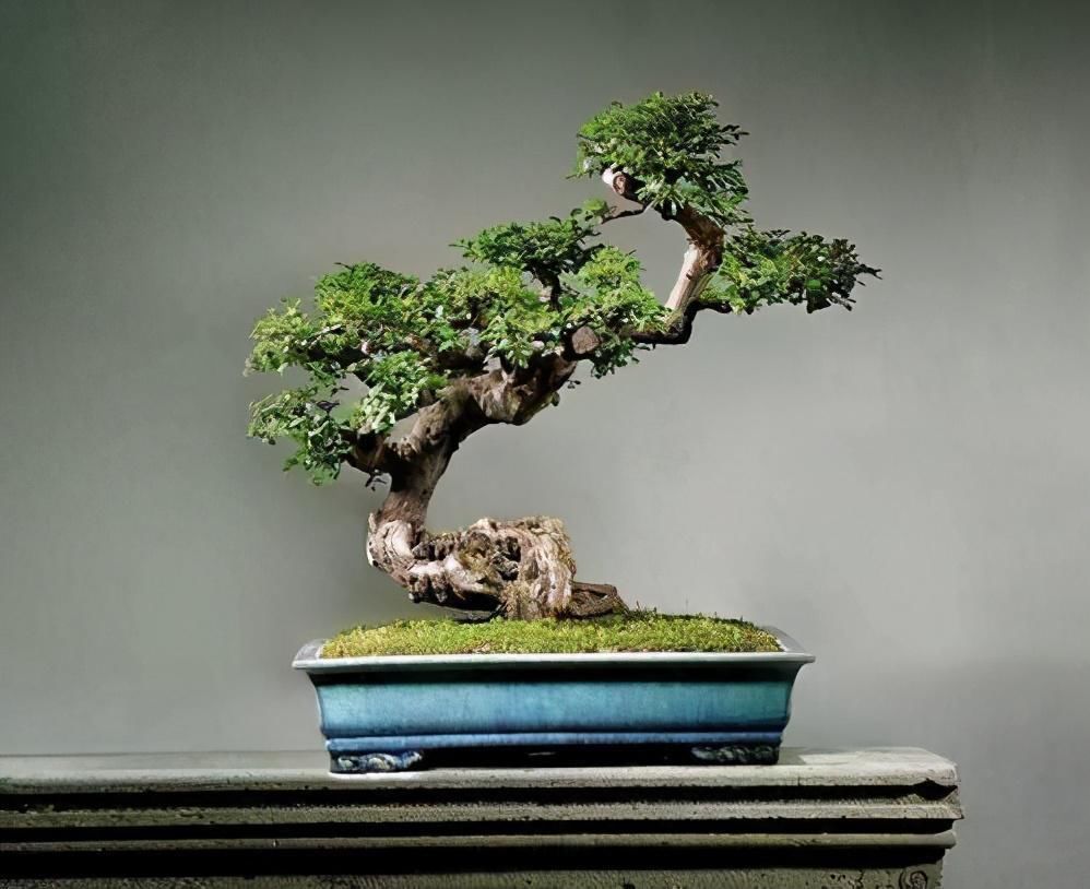 小花|4种农村常见的树墩子,修剪一番变成高价值盆景,观赏性极高