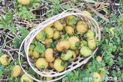 美丹|此果渾身帶刺,但尤其適合女性吃,能延緩衰老,淡化色斑