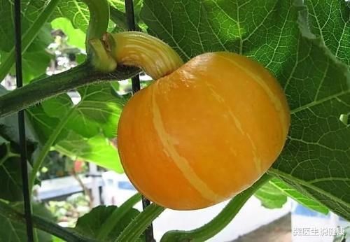 升脂|3类蔬菜已进入“升脂”名单，医生：高血脂人群需注意，建议少吃