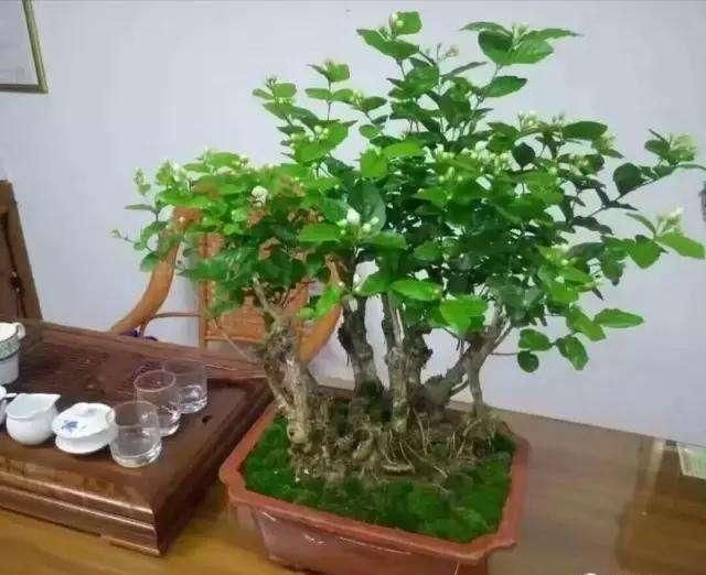 夏季|老桩茉莉开花更有“韵味”,学会4招,你也能养出老桩