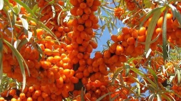 女人不想老得快，多吃4种碱性食物，补充雌激素