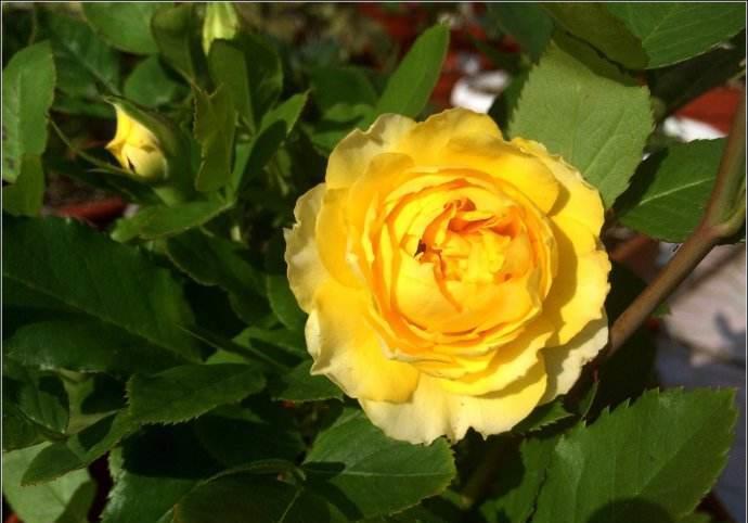 春天里|7种月季,不怕酷夏,30度也开得美,一开上百天,值得入手的品种