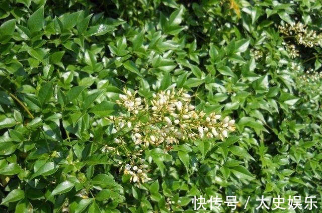 路边见到这几种野花,躲得远远的,碰都碰不得