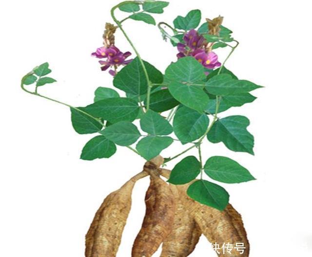 葛根|《中医实战笔记》:葛根的功效与应用