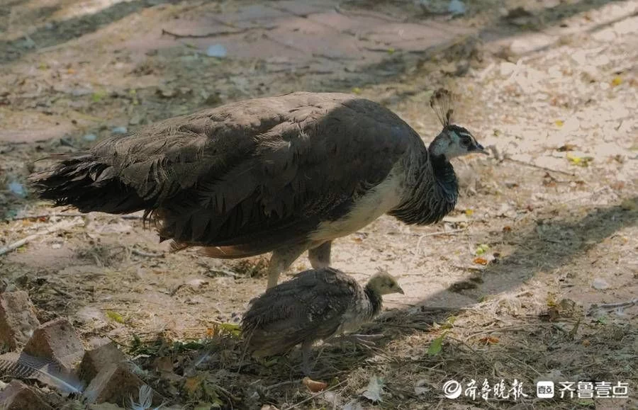 不要告诉别人（舐犊情深）知否里的舐犊情深图什么意思 第4张