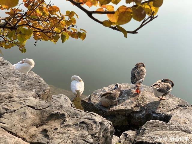 春风十里@七律(原创)但爱秋霜梳彩叶,休缘得意再欢歌