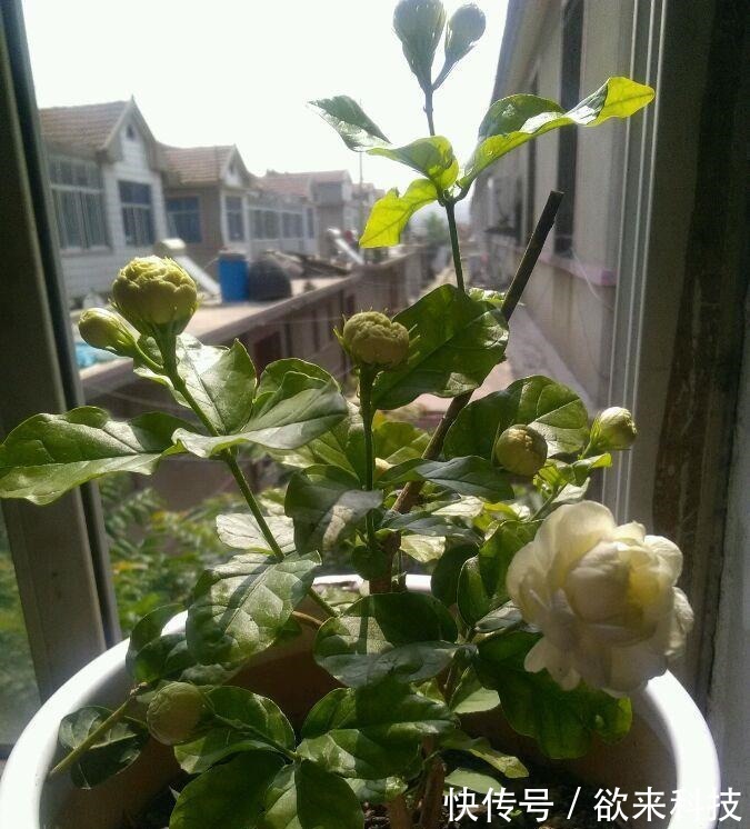 很值得入手的盆栽花,一年三季开花,漂亮又好养,一卉能熏一室香