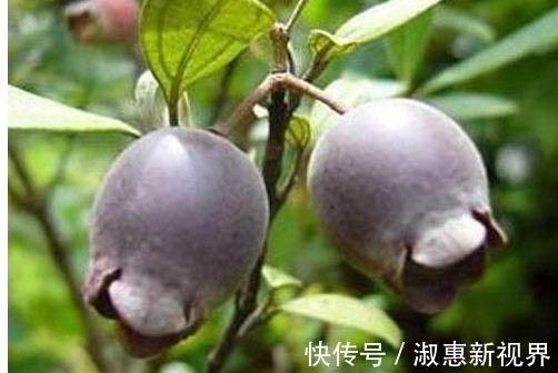 乌饭子润肺止咳、开胃消食，只需掌握四点，收获高产优质的乌饭子