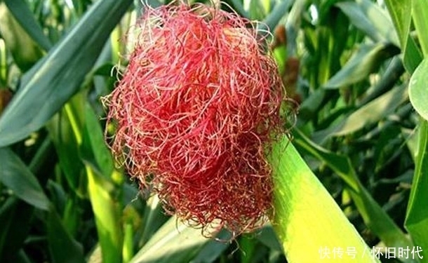 寒冬腊月,请捡起扔掉的“玉米须”,用它泡水喝,3大好处赶着来