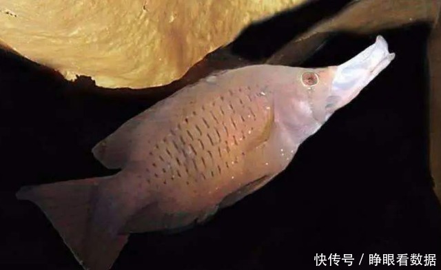 cm|日本“最流氓”的鱼,摸一摸嘴巴就能伸长10cm,太不可思议了