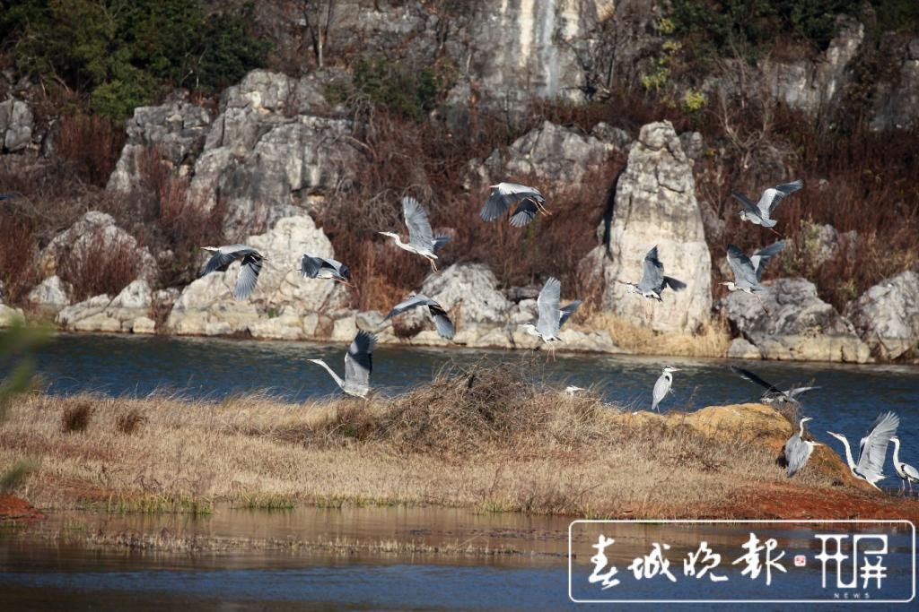 数百只苍鹭在沾益海峰湿地欢乐“度假”