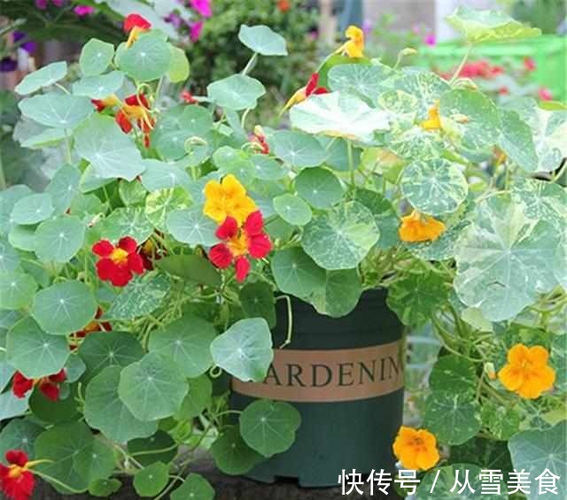 叶片|有种花比吊兰好养,叶片比荷叶好看,冬季也开花