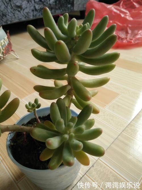 4种漂亮多肉,就适合贱养,不然容易徒长,影响美观