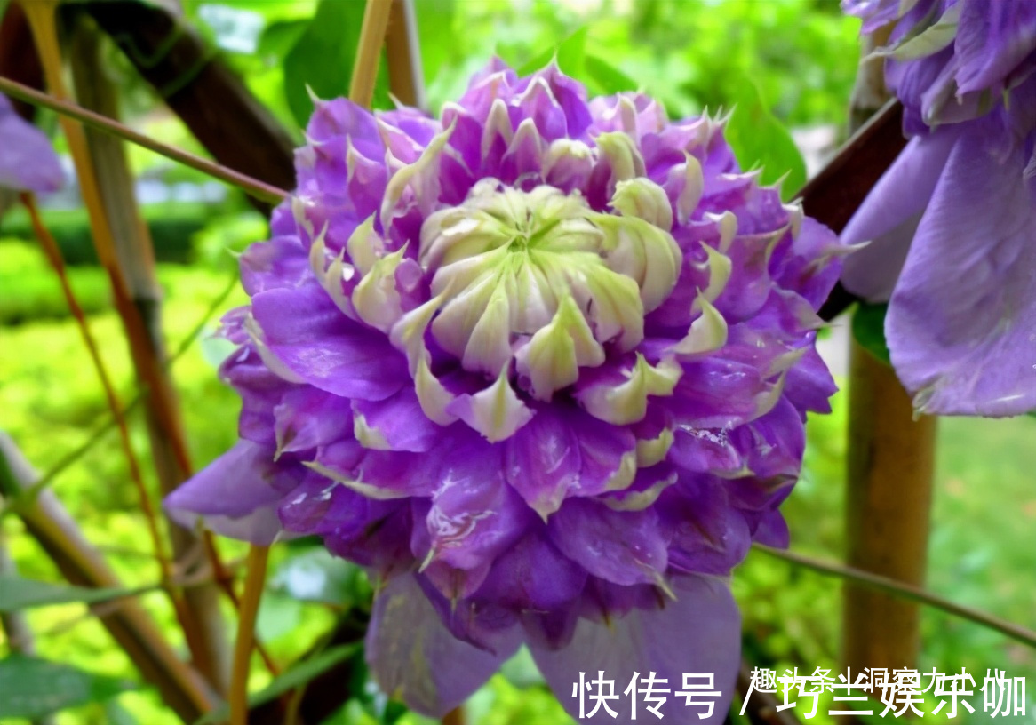 感染|四月养铁线莲,避开“三怕”撒欢长,次月顺着杆攀成“花帘子”