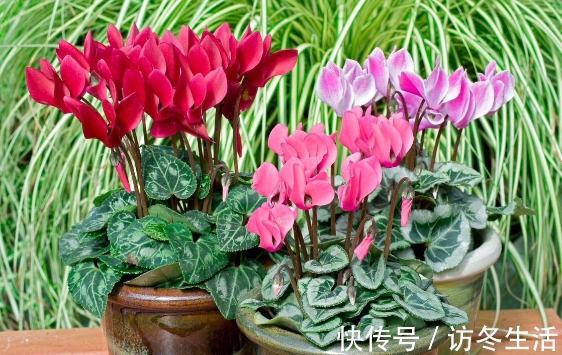 肥水|在家就能制作的养花肥水,制作方法简单,肥效好