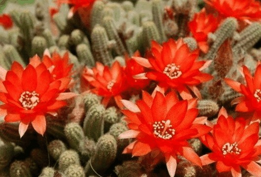 细数3种能开花的多肉,又萌又美,开花勤快,新手都能养好