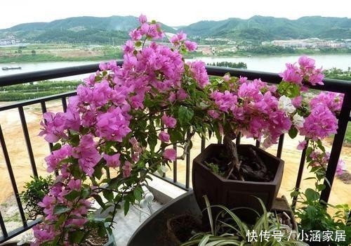 花卉|学会这5招,三角梅变老桩不再是问题!