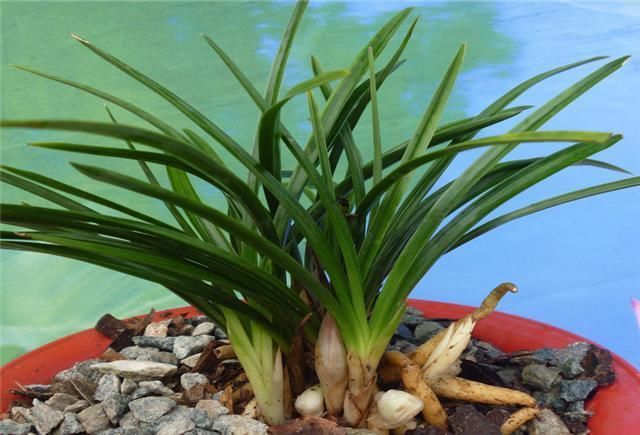 家庭|家庭养护兰花,注意这些细节,你就大功告成