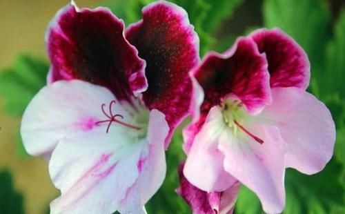  出奇|美得出奇的4种花，好养易活，一年多次开花，花大色艳，香气四溢