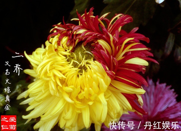 喜欢菊花,不如养盆“菊中珍品”火炼真金,花似鸳鸯,娇艳欲滴!