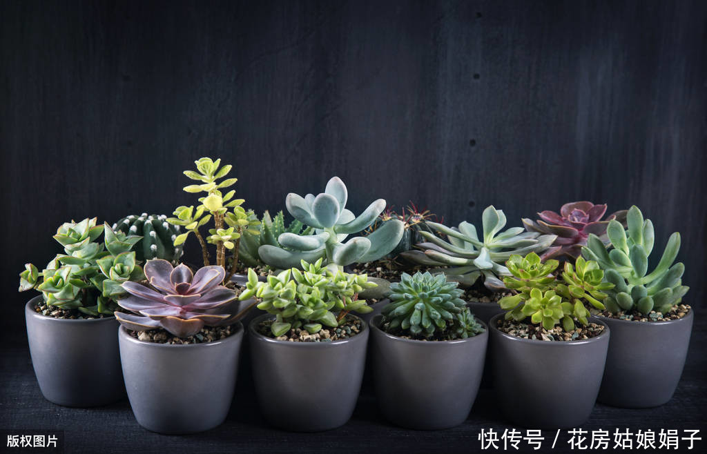 仙客来|到了夏天,7种花浇水越多挂的越快,如何安全度过4个月的休眠期