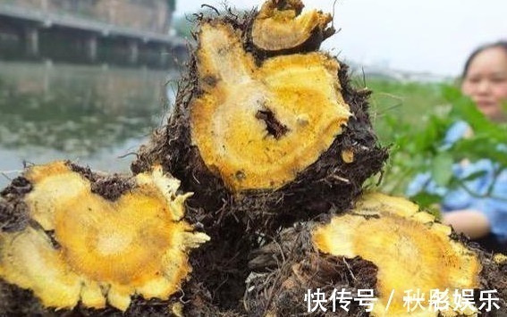 馈赠品|农村一种“萝卜根”切开是黄金色,功效极高,俗称“金不换”