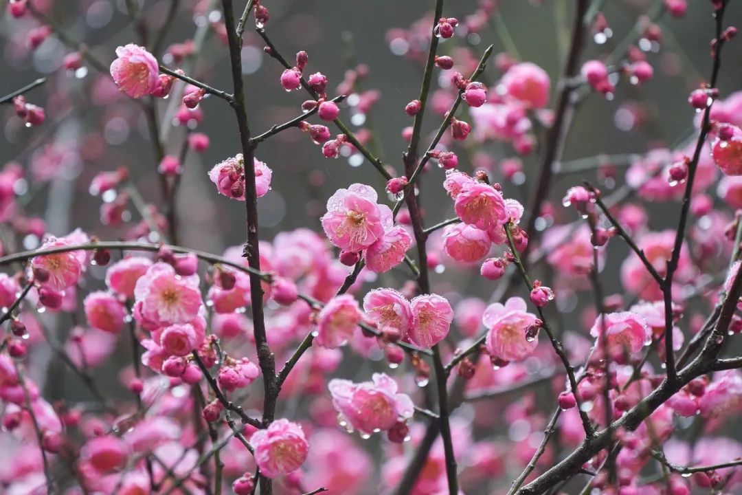 红梅&古诗词里的“梅花”，盛开在缙云仙都！