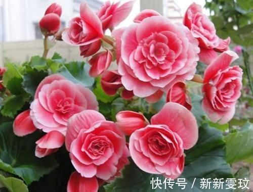 月季花|4种花特别适合阳台养,简单好养、懒人新手都能养好,美成花海!