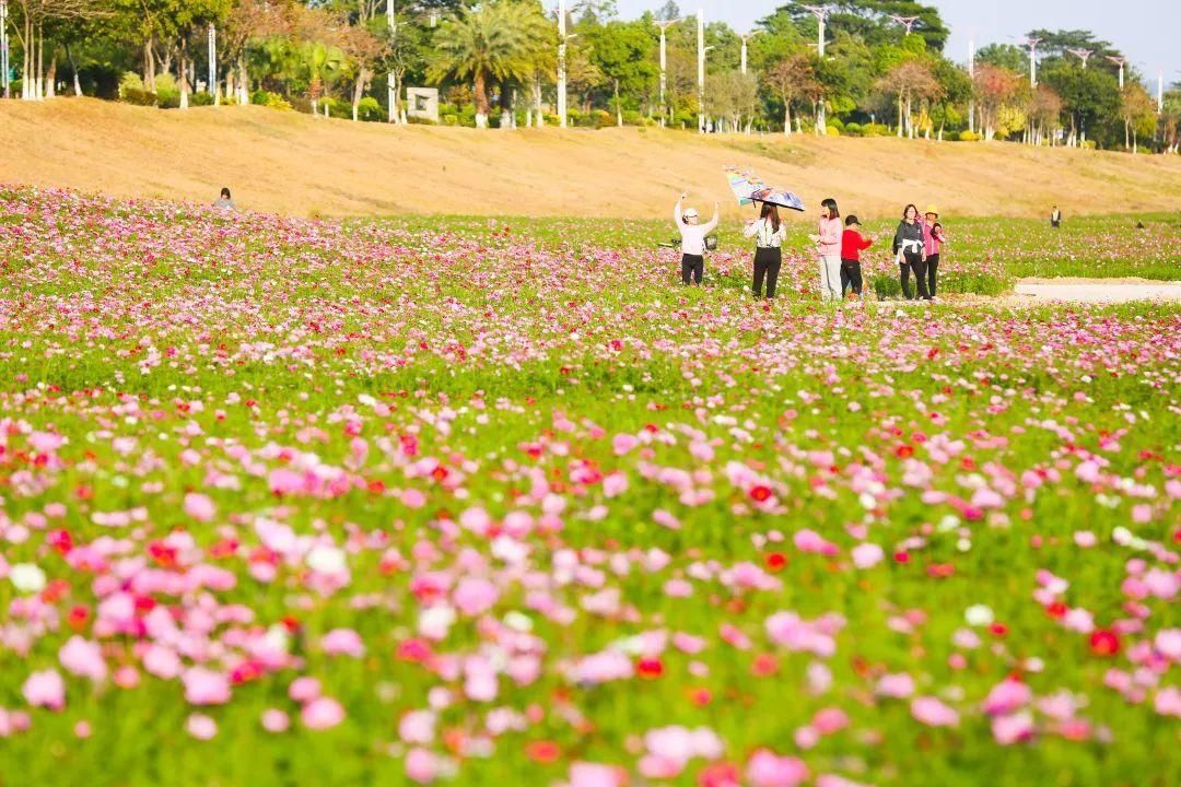 中年|文明旅游丨硫华菊、波斯菊……春游佛山，你被花海包围了！