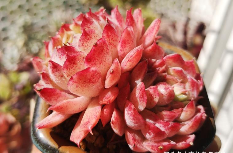 法师|这些多肉会因为状态不同而有多个名称,大家入手的时候要注意