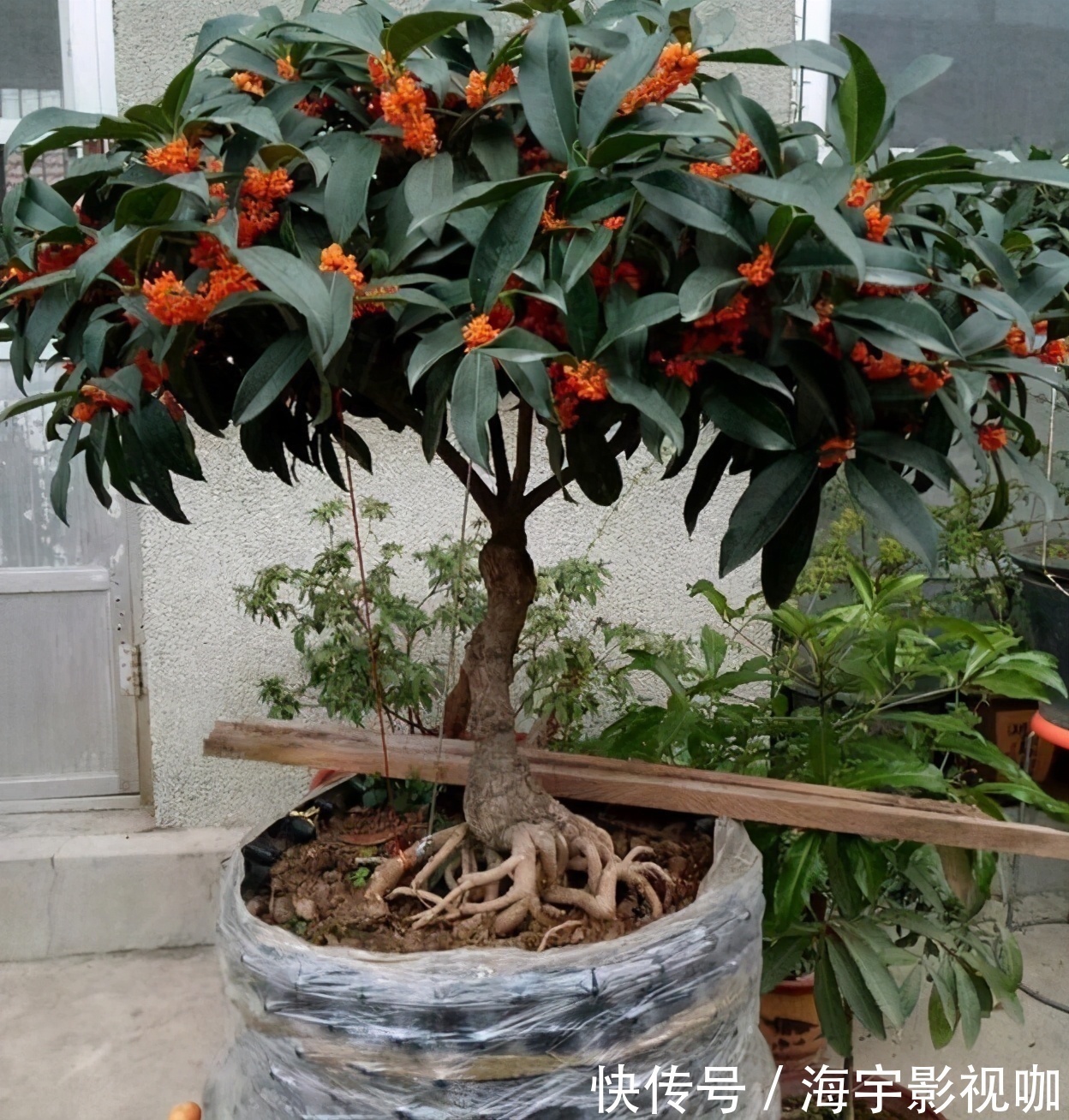 挂果|家里养盆“杀菌”花，精神轻松又清香，老中医经常养，错不了