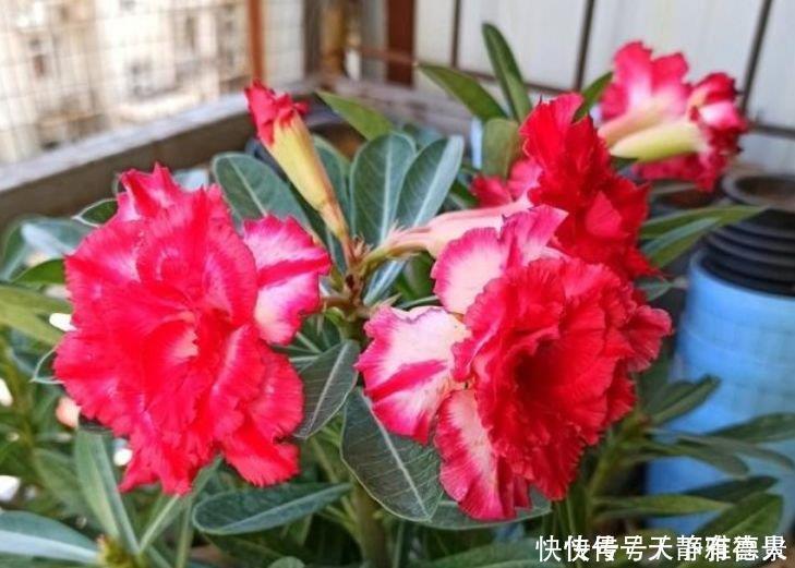 5种花是花中劳模,一年四季开花不断,家中必备