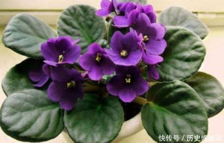  美艳|几款花全年开花不停，花色鲜艳夺目，花朵美艳迷人