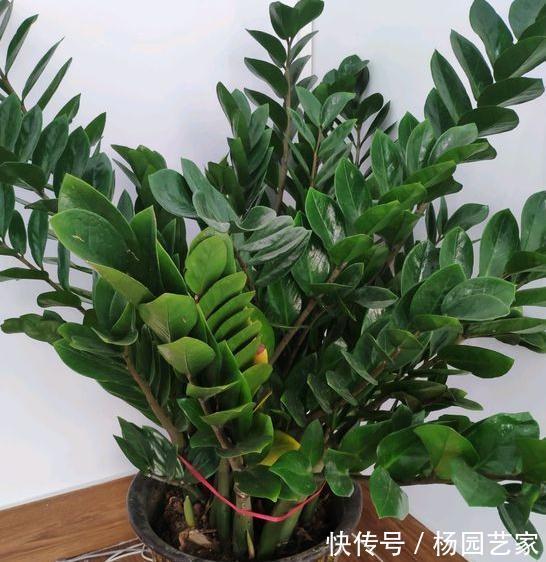 养好金钱树得下狠招，一把剪刀一点酒，枝叶挺直绿油油