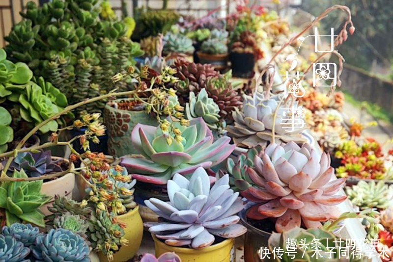 多肉春天开花了,是剪还是留?有4种情况,可酌情处理