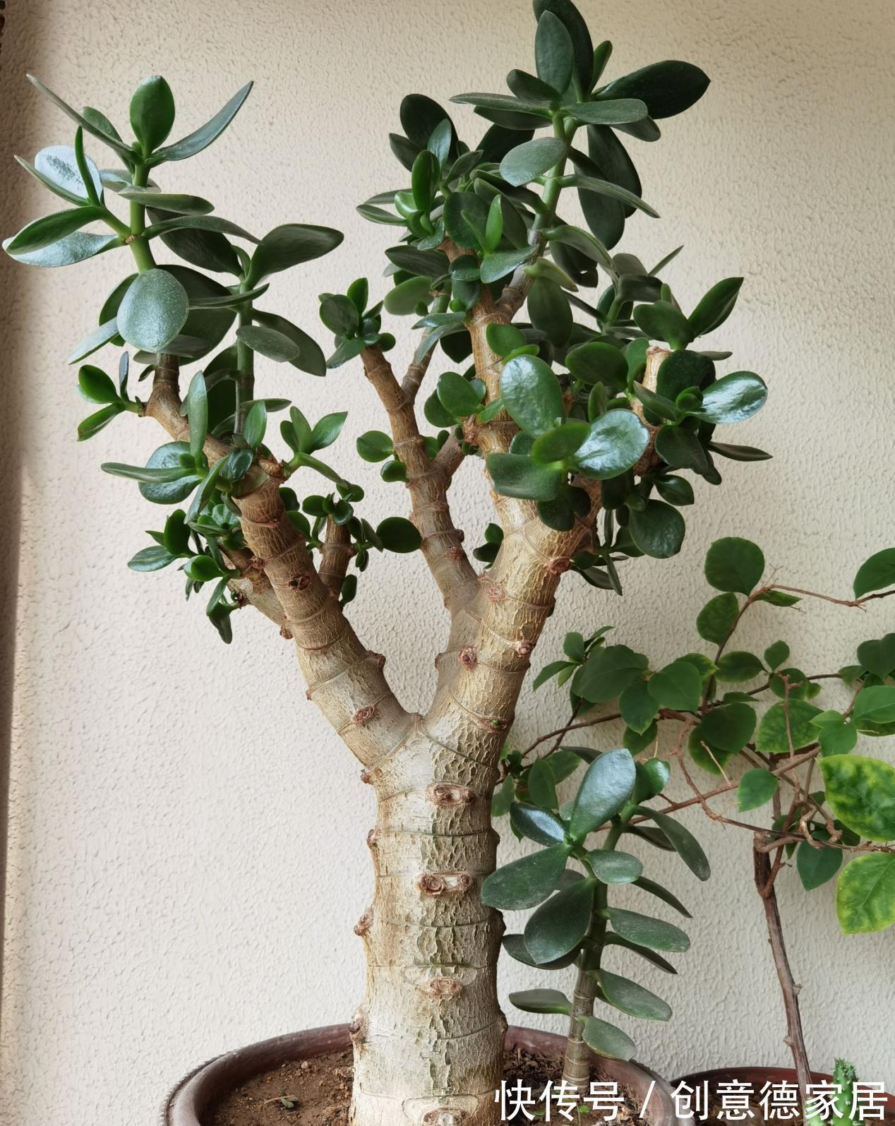 叶片|玉树枝叶疯长，杂乱没精神该怎么办？从这4方面入手改造就够了