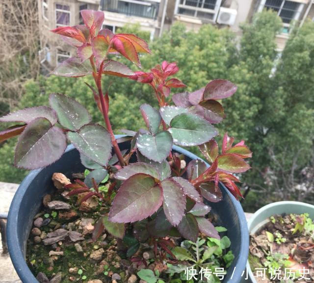 春季,养月季,做好4点,新芽蹭蹭冒,又粗又壮