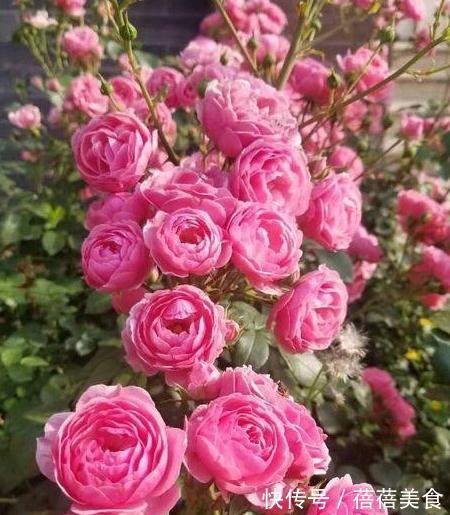 初冬月季养护,南北大不同,看看你做对了没