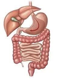 健康|健康源于肠道，你的肠道还好吗？