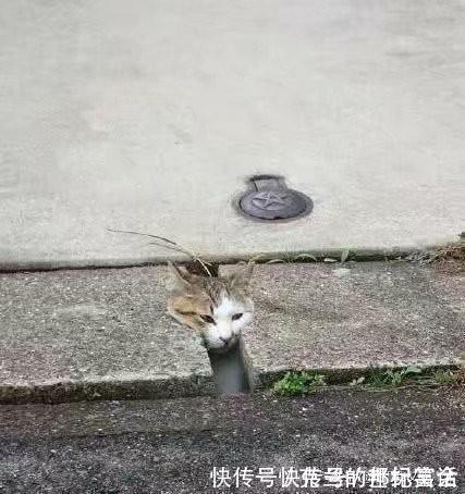 |开心一刻笑话:老婆下班回来跟我说,她们办公室里就她一人没驾照