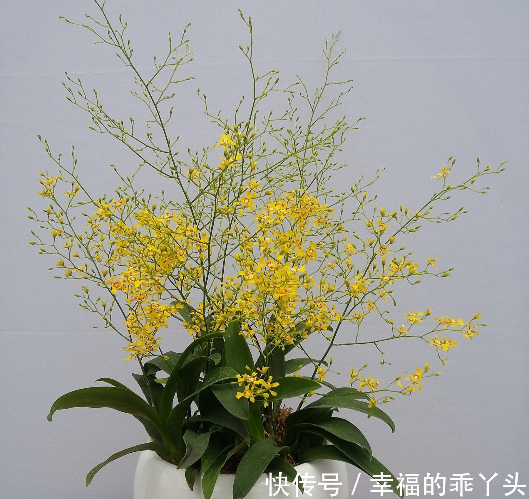 5种“耐寒花”，好看不怕冻，低温也能爆花，一直开到初夏