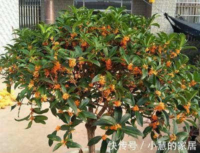 盆景|种“霸气花”,镇宅又大气,家里养一盆,护家守家保平安