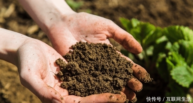 密封|生姜怎么保存才好?记住这几招,姜可以放一年!